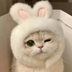Rabbit Ear Hat for Cat, Pet Costume