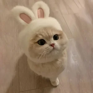 Rabbit Ear Hat for Cat, Pet Costume