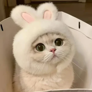 Rabbit Ear Hat for Cat, Pet Costume
